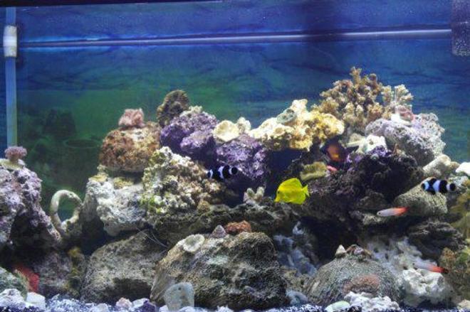 75 gallons reef tank (mostly live coral and fish) - 75 gallon, 406 Fluval filtration, 50lbs of Live Rock, Protein Skimmer, a variety of Coral Fragments(names unknown), Duncan Tree Coral, Lemonpeel Tang, Coral Beauty, Mandarin Dragonet, Scarlet Striped Shrimp, Black Percula Clowns, Firefish Gobies. Emerald Crabs
