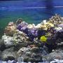 75 gallons reef tank (mostly live coral and fish) - 75 gallon, 406 Fluval filtration, 50lbs of Live Rock, Protein Skimmer, a variety of Coral Fragments(names unknown), Duncan Tree Coral, Lemonpeel Tang, Coral Beauty, Mandarin Dragonet, Scarlet Striped Shrimp, Black Percula Clowns, Firefish Gobies. Emerald Crabs