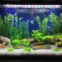 29 gallons freshwater fish tank (mostly fish and non-living decorations) - Seaclear 29 gallon fresh water tank