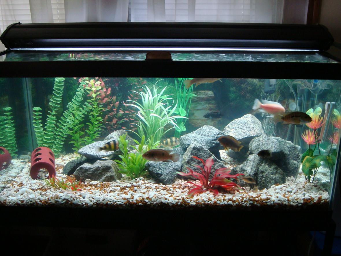 55 gallons freshwater fish tank (mostly fish and non-living decorations) - My 50 gallon chic-lid tank.
