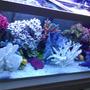 fish tank picture - The beauty of African cichlids