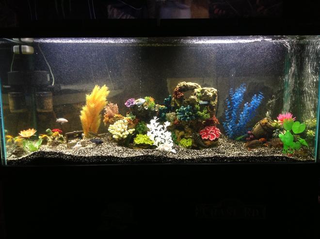 90 gallons freshwater fish tank (mostly fish and non-living decorations) - My cichlid tank