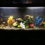 90 gallons freshwater fish tank (mostly fish and non-living decorations) - My cichlid tank