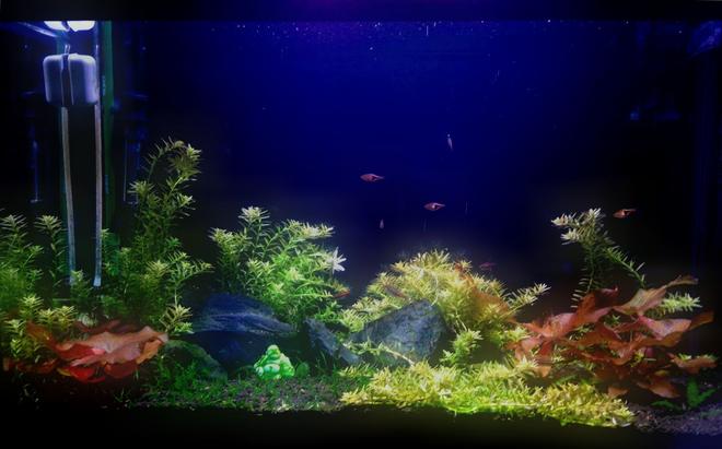 29 gallons freshwater fish tank (mostly fish and non-living decorations) - 29g planted tank