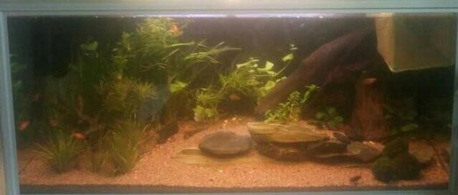 42 gallons planted tank (mostly live plants and fish) - 160 ltr