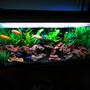 60 gallons freshwater fish tank (mostly fish and non-living decorations)