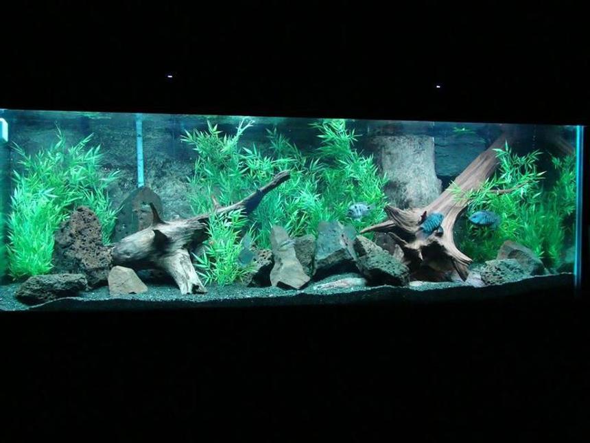 Rated #5: 200 Gallons Freshwater Fish Tank - 200 Gallon Boyu tank 
African Cichlid