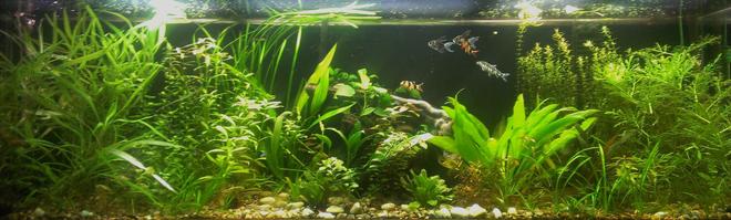 125 gallons planted tank (mostly live plants and fish) - 250 watts of pink and blue spectrum lights, co2 injection, api leaf zone nutrients, co2 booster, and root tabs. 2  cascade 1500 canister filters.