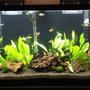 55 gallons freshwater fish tank (mostly fish and non-living decorations) - 55G FW Tropical with rainbows, tetras, platies, bolivian rams, gouramis, american flagfish, redtail black shark, singapore shrimp, ghost shrimp, rili shrimp