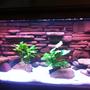120 gallons freshwater fish tank (mostly fish and non-living decorations) - Jack Dempsey tank