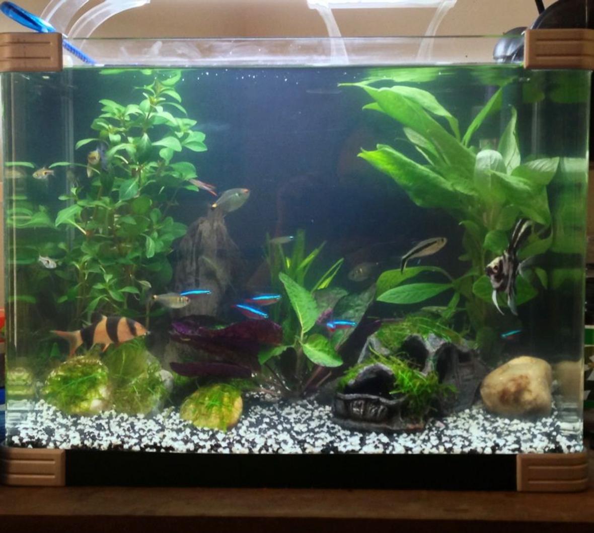 10 gallons planted tank (mostly live plants and fish) - New set up java moss tied to car and pebbles