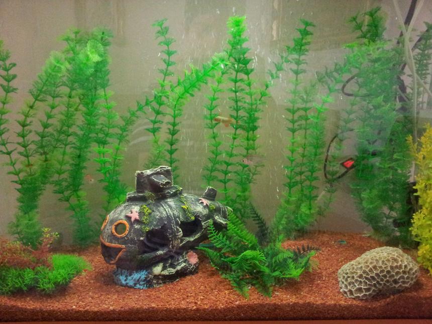 Rated #181: 30 Gallons Freshwater Fish Tank - Its mine.please rate