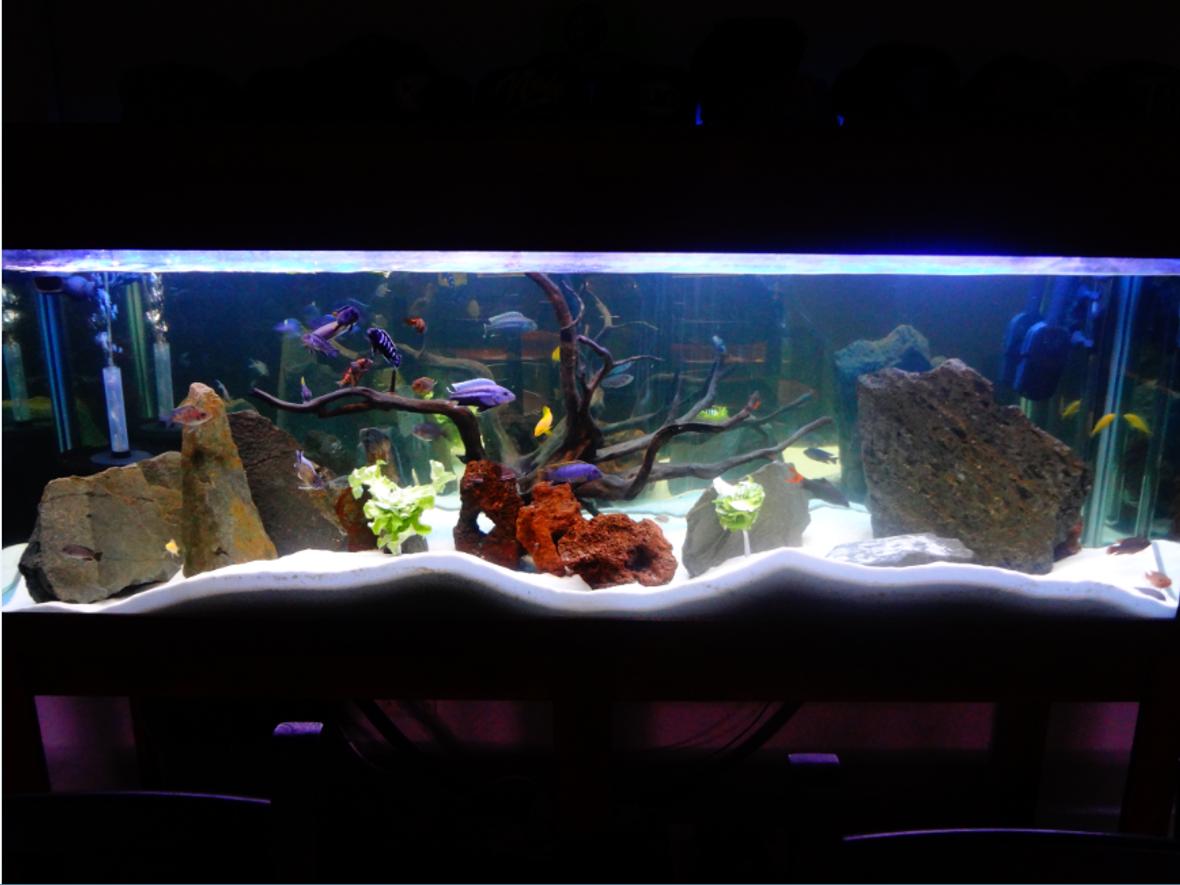 130 gallons freshwater fish tank (mostly fish and non-living decorations) - My Tank