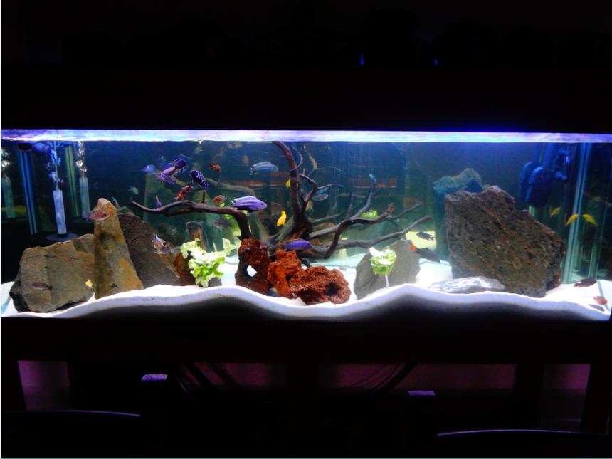 Rated #8: 130 Gallons Freshwater Fish Tank - My Tank