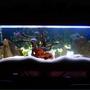 130 gallons freshwater fish tank (mostly fish and non-living decorations) - My Tank