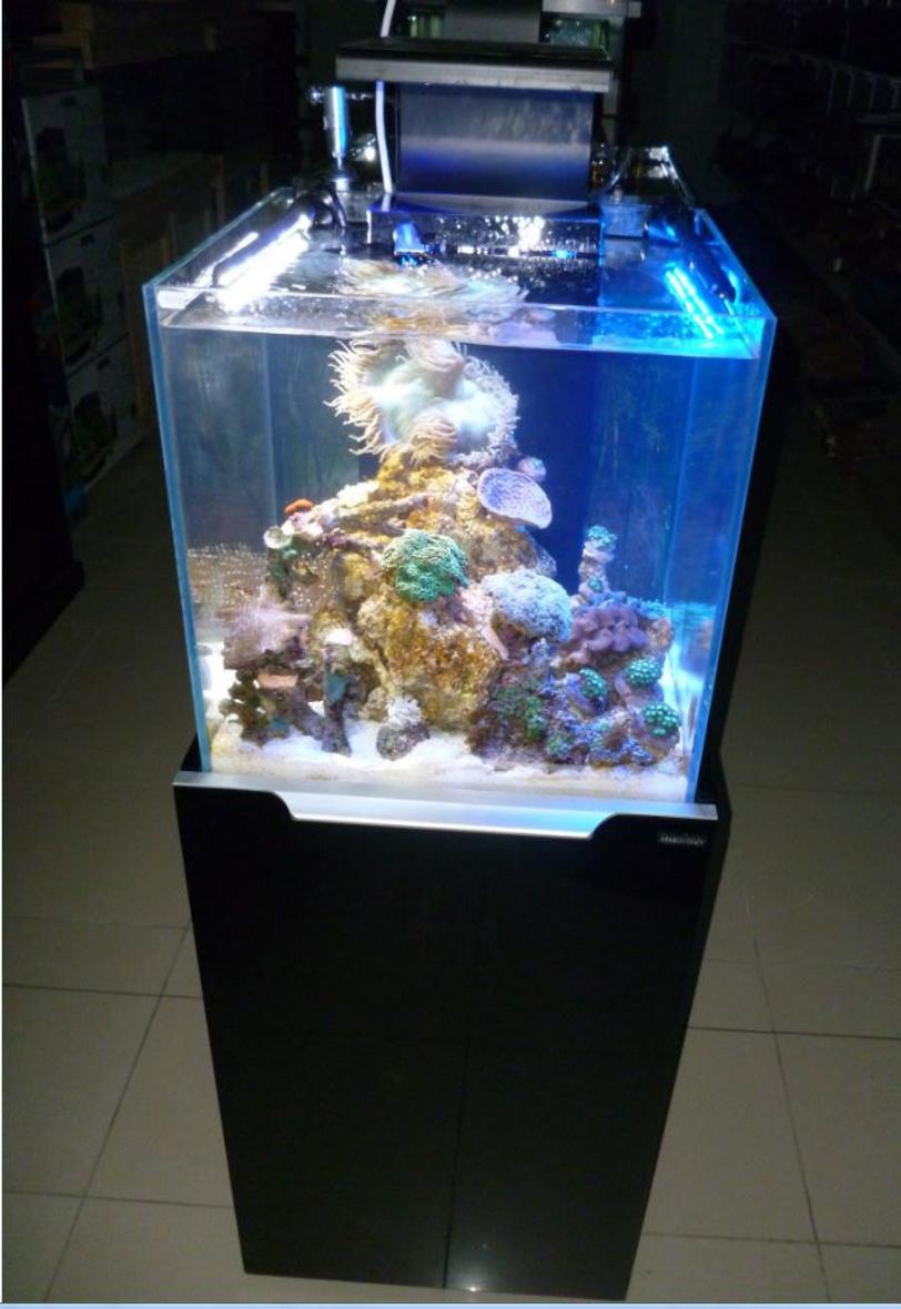 Rated #44: 20 Gallons Reef Tank - A snapshot of our baby reef at the lfs I work at. Adding it now, so I can add an update later.....  and show where it all started!