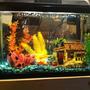 10 gallons freshwater fish tank (mostly fish and non-living decorations) - My original 10 gallon freshwater tank