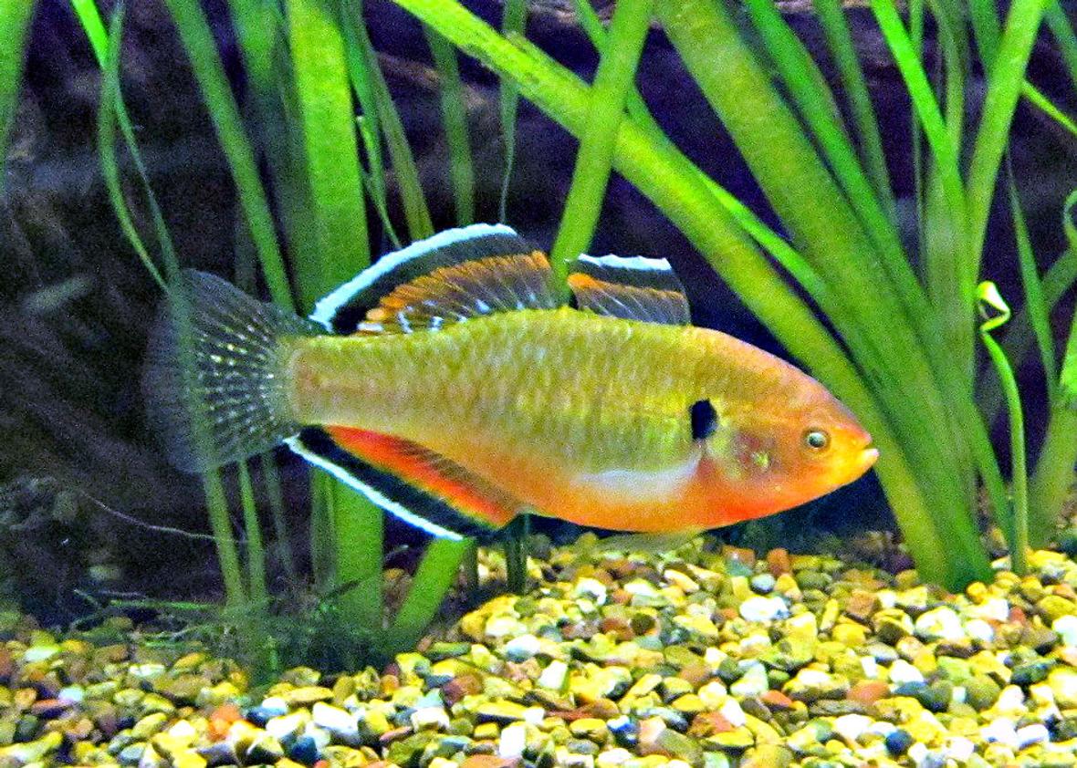 freshwater fish - hypseleotris compressa - empire gudgeon stocking in 180 gallons tank - Australian Native - Empire Gudgeon - Hypseleotris compressa - Snapper Creek