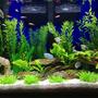 fish tank picture - Seachem purigen cleans very well