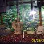 40 gallons freshwater fish tank (mostly fish and non-living decorations) - My family of fish