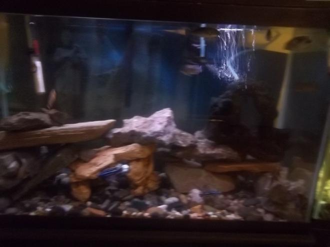 29 gallons freshwater fish tank (mostly fish and non-living decorations) - 29 gallon African cichlid tank