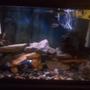 29 gallons freshwater fish tank (mostly fish and non-living decorations) - 29 gallon African cichlid tank