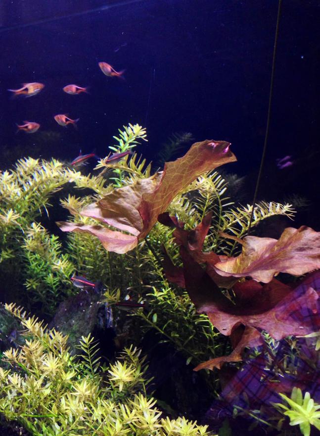 29 gallons freshwater fish tank (mostly fish and non-living decorations) - Rasboras