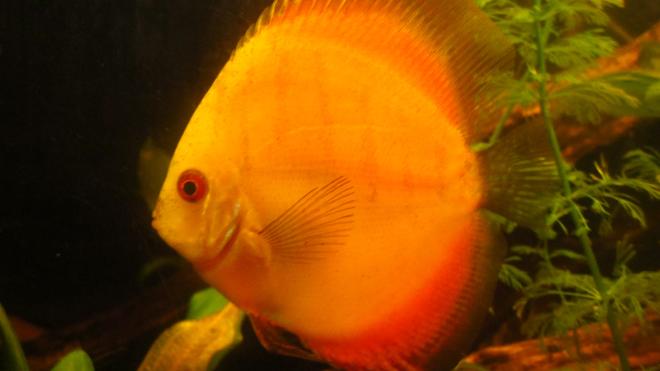 freshwater fish - symphysodon sp. - red marlboro discus stocking in 158 gallons tank - Marlboro Red discus