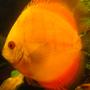 freshwater fish - symphysodon sp. - red marlboro discus stocking in 158 gallons tank - Marlboro Red discus