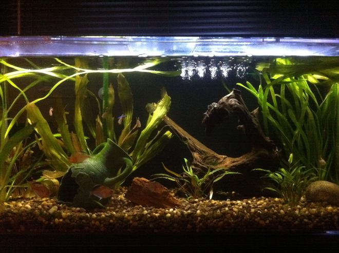35 gallons planted tank (mostly live plants and fish) - Fish- Bleeding Heart Tetra (6),
Black Phantom Tetra (3), Tiger Pleco
(1), Cardinal Tetra (2), Columbian
Tetra (7), Burmese Loach (2)
Plants- Jungle Val (4), Cryptocoryne
Lutea (3)