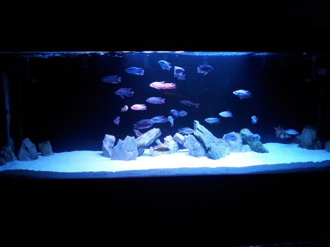 100 gallons freshwater fish tank (mostly fish and non-living decorations)