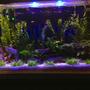 29 gallons freshwater fish tank (mostly fish and non-living decorations) - moonlight w/ikea frame led