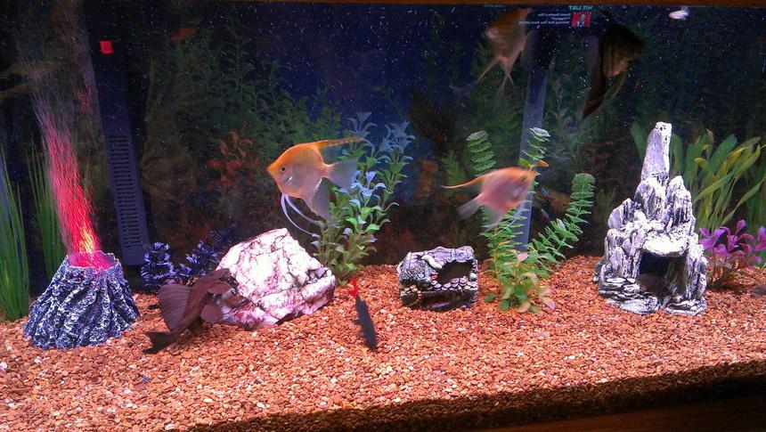 Rated #105: 75 Gallons Freshwater Fish Tank - Most of the gang hanging out!