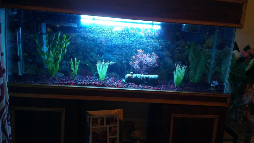 Rated #139: 45 Gallons Freshwater Fish Tank - My Tank