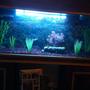 45 gallons freshwater fish tank (mostly fish and non-living decorations) - My Tank