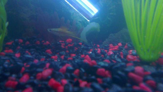 freshwater fish - xiphophorus helleri - swordtail stocking in 45 gallons tank - Male Swordtail