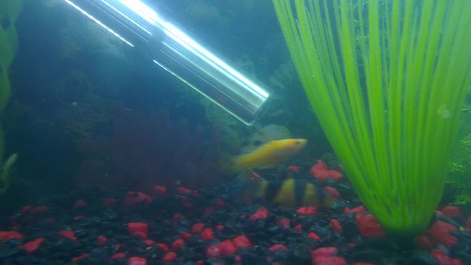 freshwater fish - poecilia sphenops - gold dust molly stocking in 45 gallons tank - Male Molly
