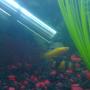 freshwater fish - poecilia sphenops - gold dust molly stocking in 45 gallons tank - Male Molly