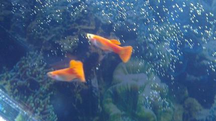 freshwater fish - poecilia reticulata - orange sunshine guppy stocking in 45 gallons tank - Guppies