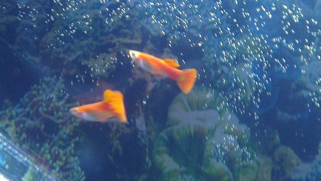 freshwater fish - poecilia reticulata - orange sunshine guppy stocking in 45 gallons tank - Guppies