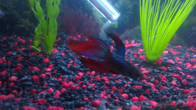 freshwater fish - betta splendens - betta - male stocking in 45 gallons tank - Male Betta Fish