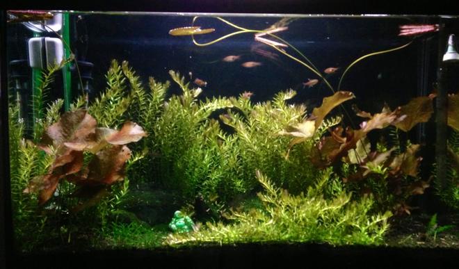 29 gallons freshwater fish tank (mostly fish and non-living decorations) - Matured 29g