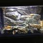 25 gallons freshwater fish tank (mostly fish and non-living decorations) - 20 gal / 3d backgrownd/ missuori rock/ Africans