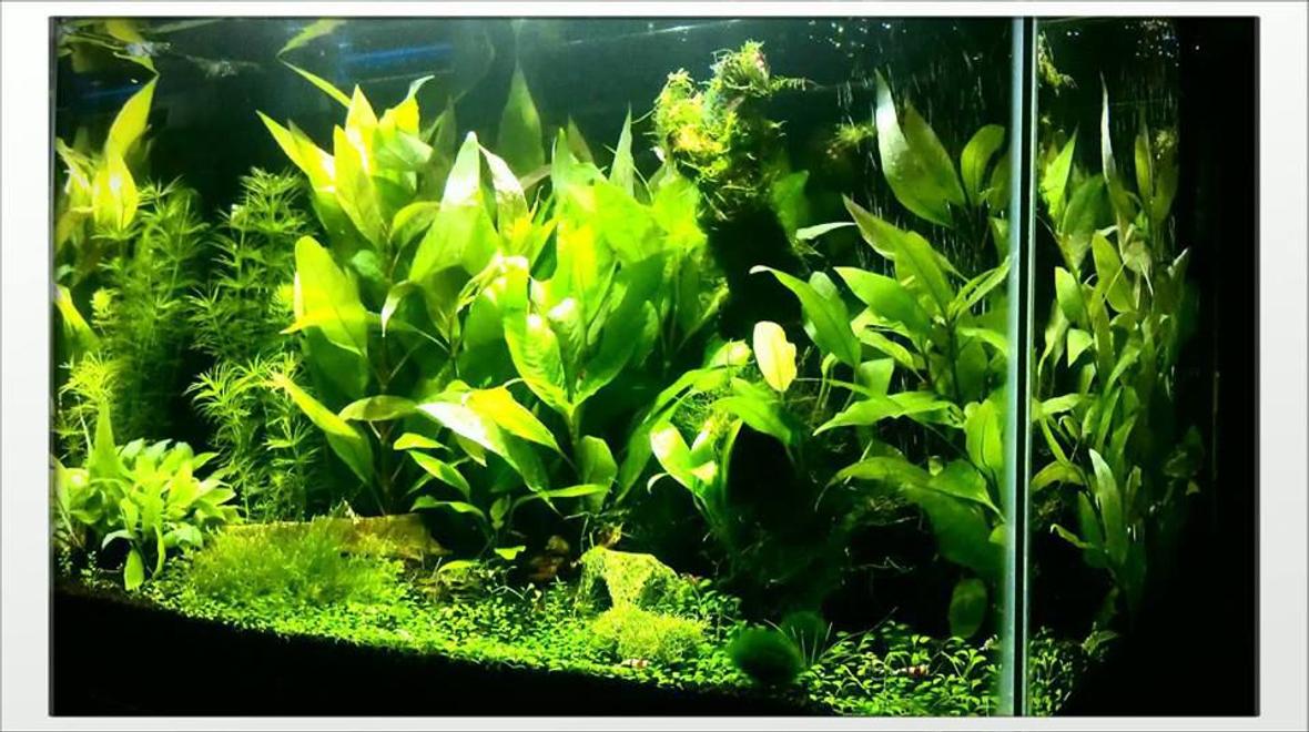 40 gallons planted tank (mostly live plants and fish) - 20G Freshwater. Temple, Anubias, Glossostigma, Flame Moss, X-Mas Moss, Java Moss. Double Bright LED, Fluval Shrimp Substrate. Crystal Red Shrimp, Crystal Black Shrimp, Blue Rili Shrimp, Otto Cat.