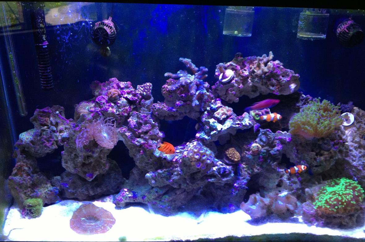 45 gallons reef tank (mostly live coral and fish) - Tank