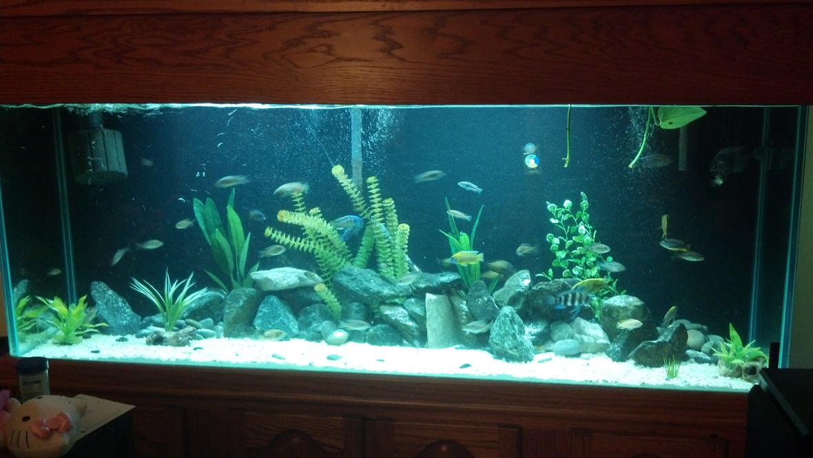 184 gallons freshwater fish tank (mostly fish and non-living decorations) - Cichlid tank. Malawi Haps, peacocks and 5 mbuna. I also have Tangs and Vics. Featherfin and spotted Raphael catfish.
