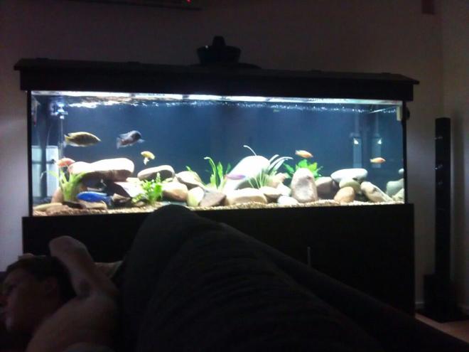 180 gallons freshwater fish tank (mostly fish and non-living decorations) - 6x2x2 mixed african and american tank
