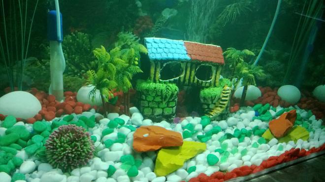 35 gallons freshwater fish tank (mostly fish and non-living decorations) - New setup of 35G tank
