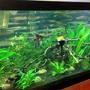 75 gallons planted tank (mostly live plants and fish)