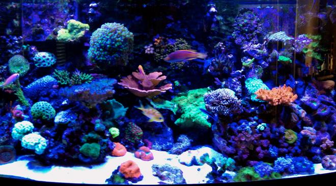 75 gallons reef tank (mostly live coral and fish) - Erik's 75 gallon bow-front
